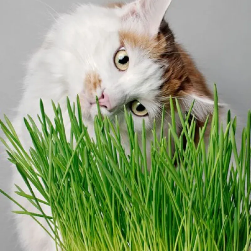 Gimcat Soft Grass