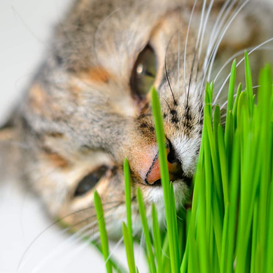 Gimcat Wiesenduft Grass