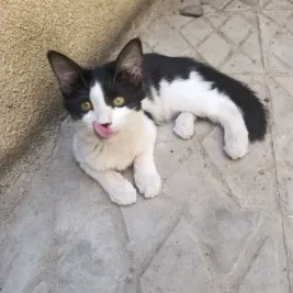 گوگولی