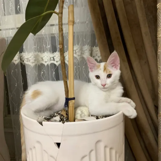 پنبه