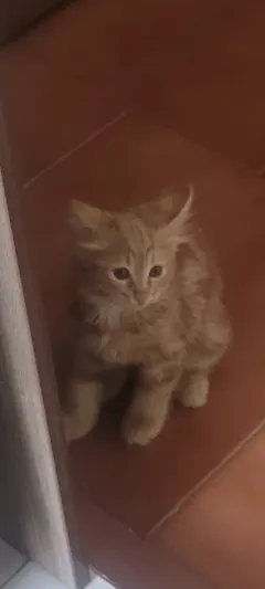 دئو دئو