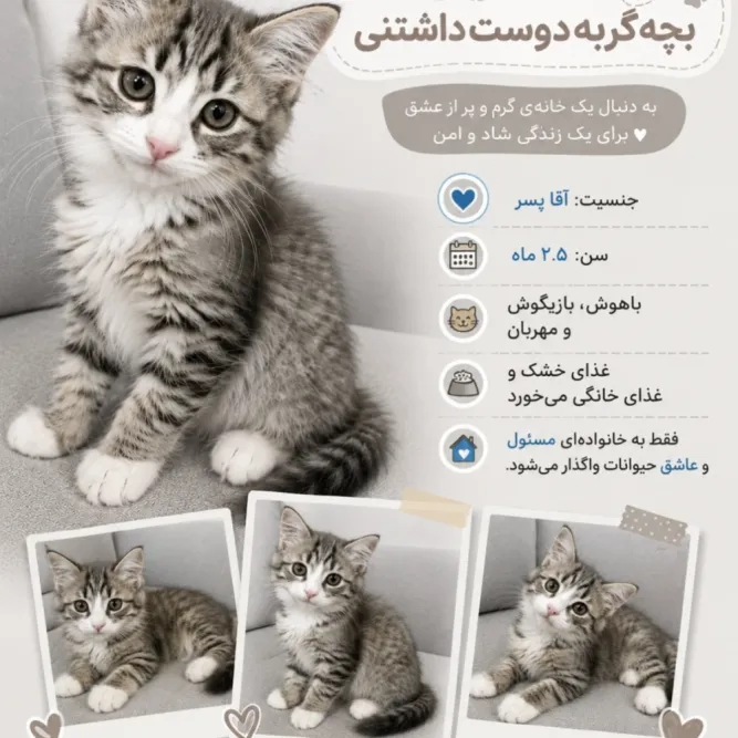 سنبل، گربه، تهران — آمادهٔ واگذاری
