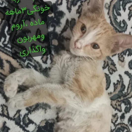 موکاخانوم
