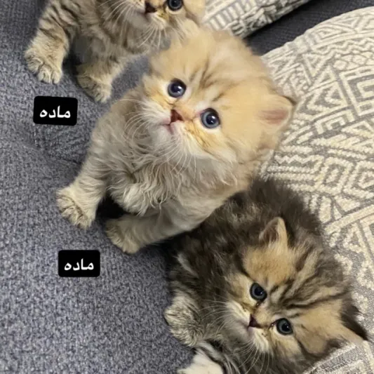 بريتيش