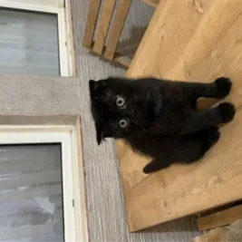 جک