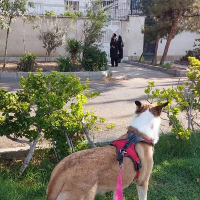 روبرتا، سگ، تهران — آمادهٔ واگذاری