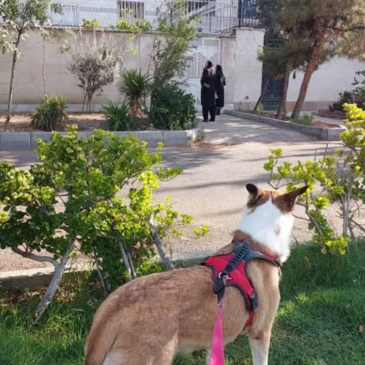 روبرتا