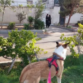 واگذاری روبرتا