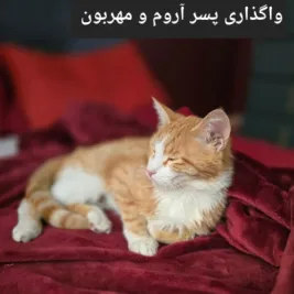 آروم و مهربون