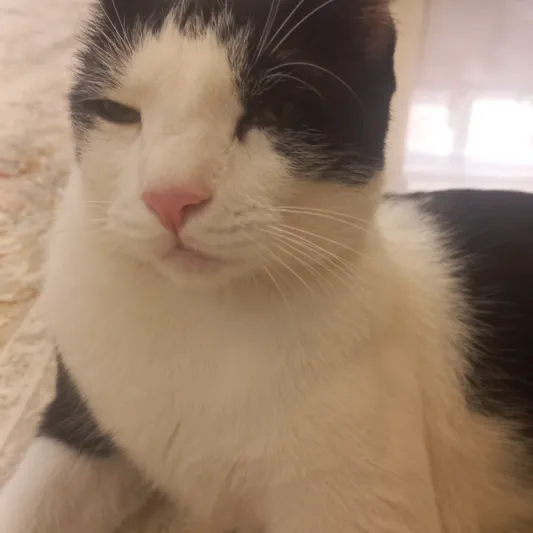 مراد