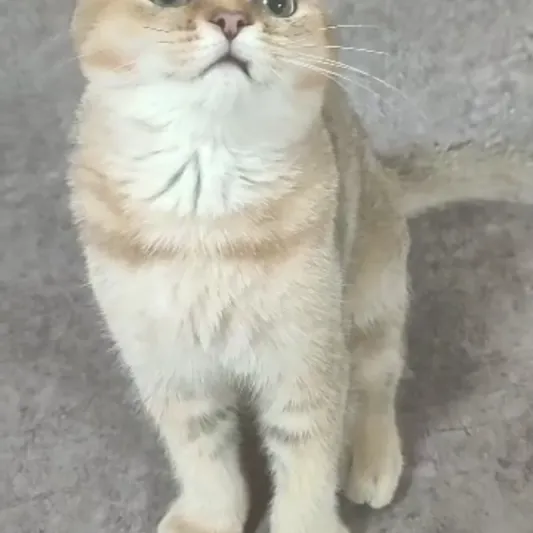 فندق