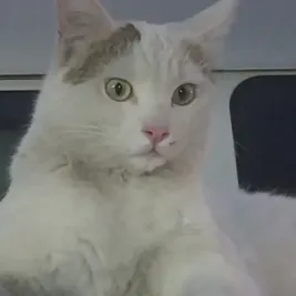 برفی