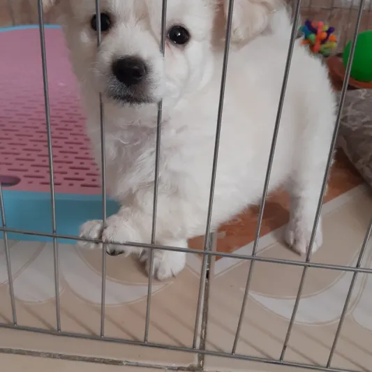 کوکو