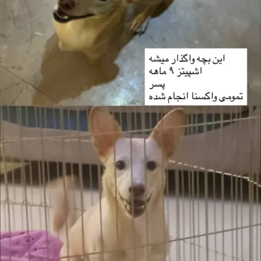 لئو
