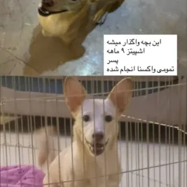 لئو
