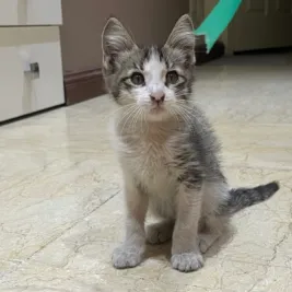 واگذاری سبوس