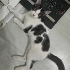 شهرام
