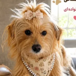 عسل