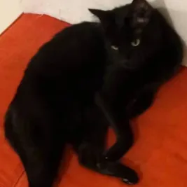 لندو