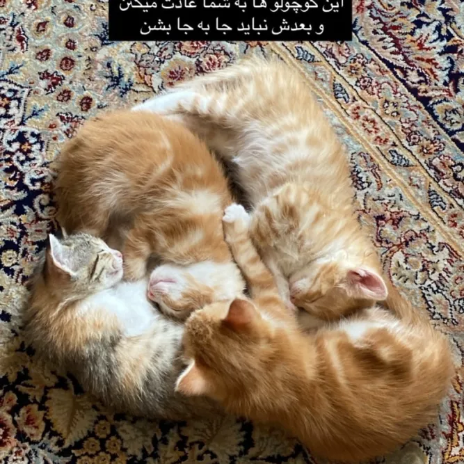اسم ندارن، گربه، کرج — آمادهٔ واگذاری