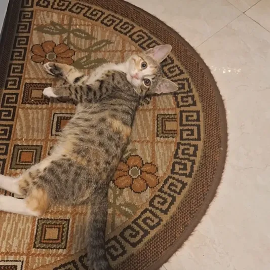 نکو