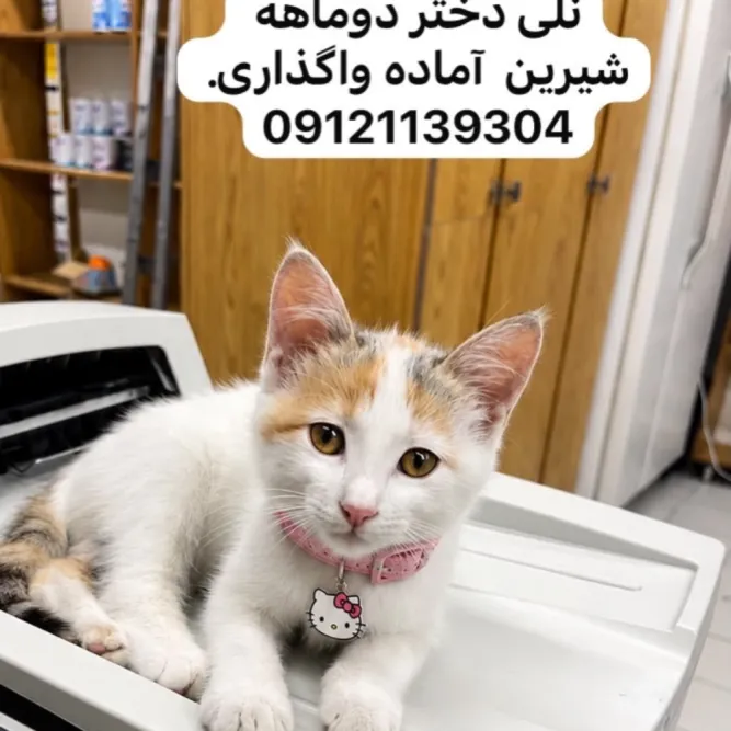 نلی، گربه، تجریش — آمادهٔ واگذاری