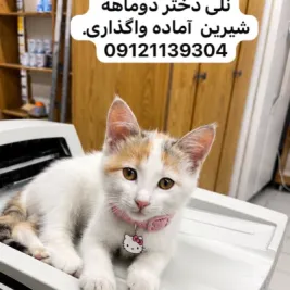 واگذاری نلی