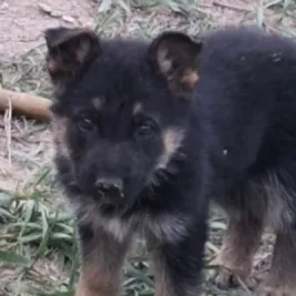 لوسی