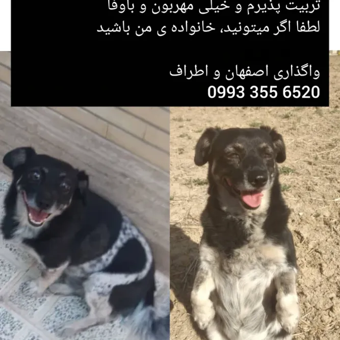 پسر کوچولو بی پناه، سگ، اصفهان — آمادهٔ واگذاری