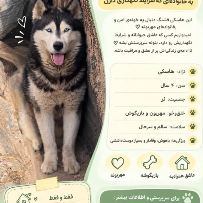 گرگی، سگ، لواسان — آمادهٔ واگذاری