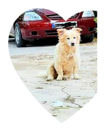 جکی