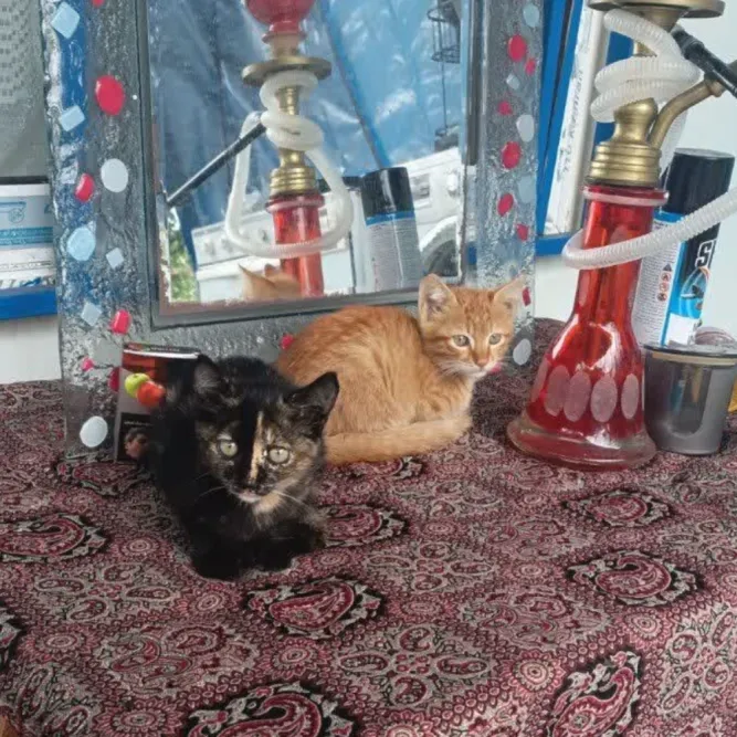 نانا و مله، گربه، آمل — آمادهٔ واگذاری