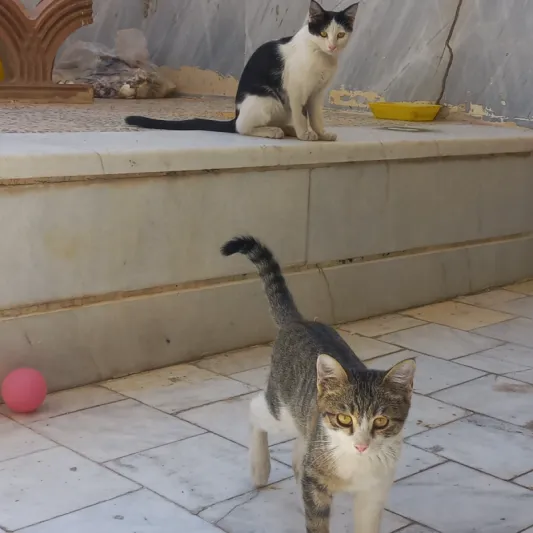 شیرین عسل و داداشش