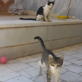 شیرین عسل و داداشش