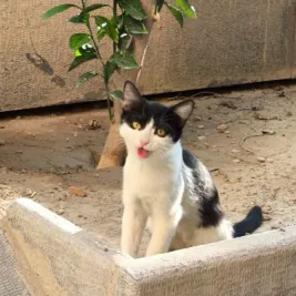 بتمن و جانا