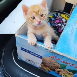 واگذاری پیشی