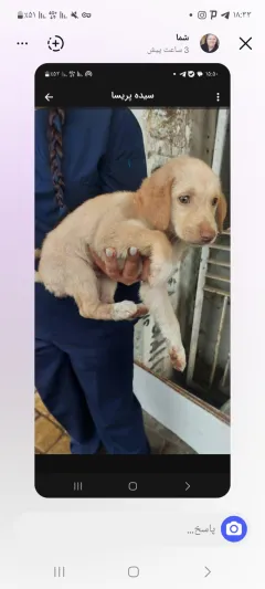 کوکو