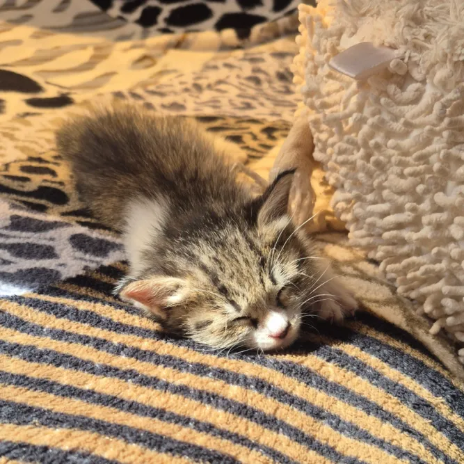 پنی، گربه، تهران — آمادهٔ واگذاری