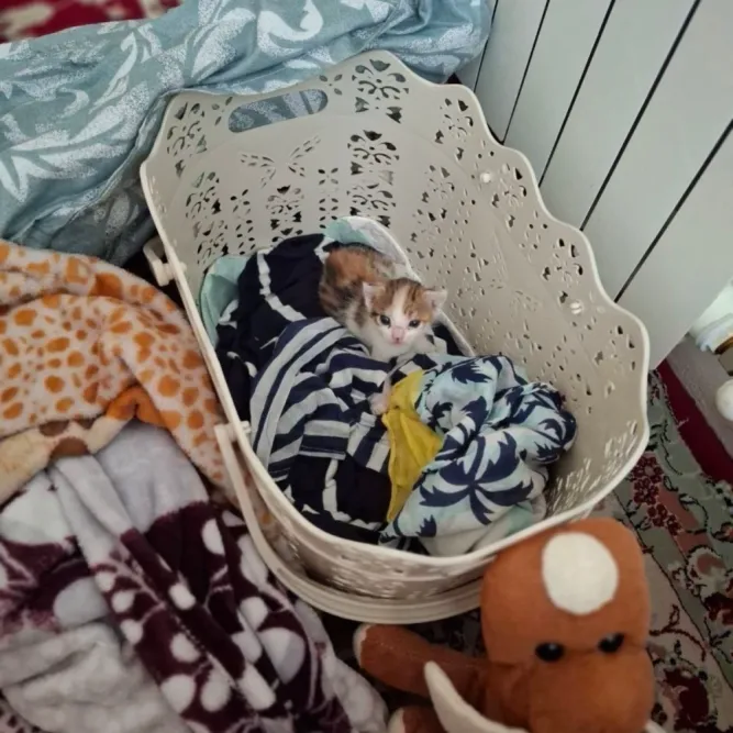 قندک، گربه، نور — آمادهٔ واگذاری