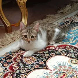 لئو