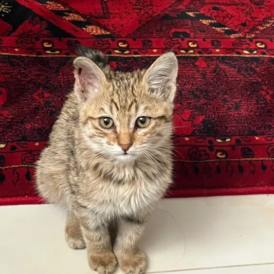 پاشا