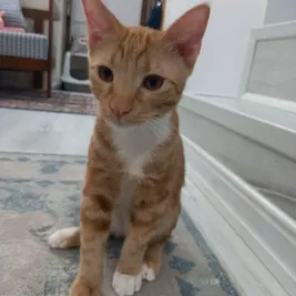 ژوپیتر