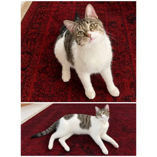 بهروز