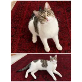 بهروز