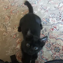 اکو