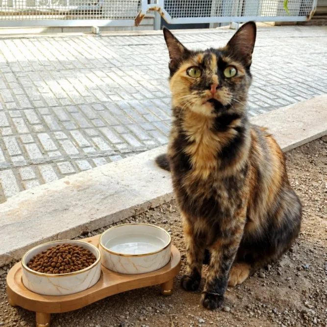 مخمل، گربه، کرج — آمادهٔ واگذاری