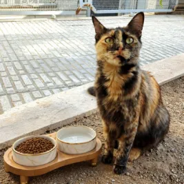 مخمل