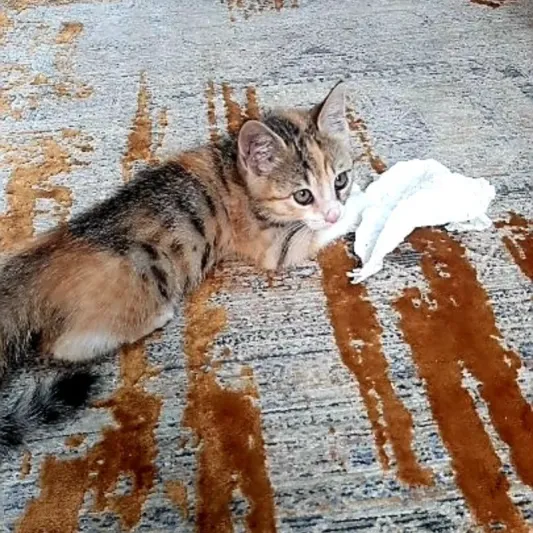 کیتی