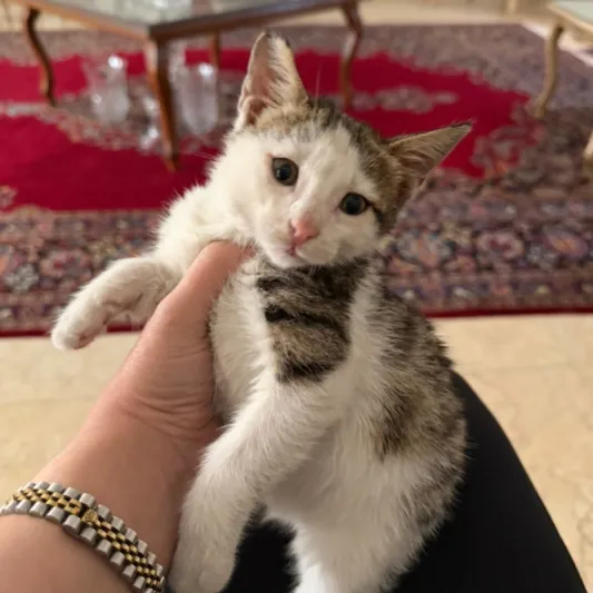 فندوق