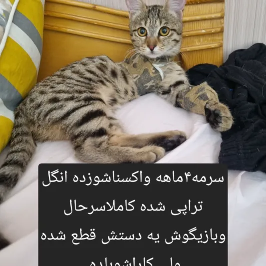 سرمه